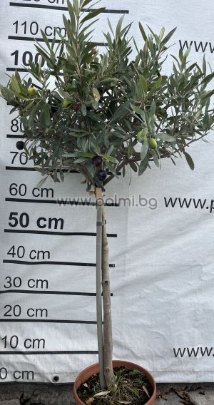 Маслина Lollipop