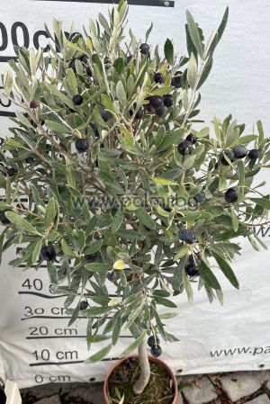 Маслина Lollipop