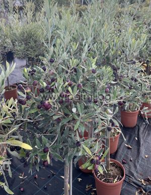 Маслина Lollipop