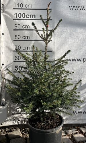 Picea omorika – Die elegante Serbische Fichte