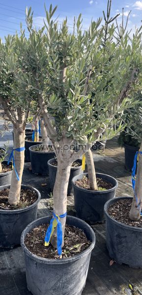 Olea europaea-Bonsai