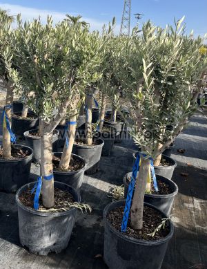 Olea europaea-Bonsai