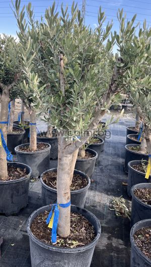 Маслина Olea europaea