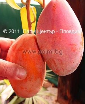 Mango variety Palmer