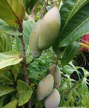 Mango variety Palmer