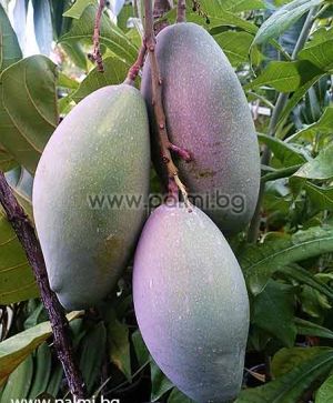 Mango variety Palmer