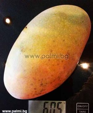 Mango variety Palmer