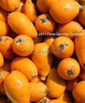 Loquat