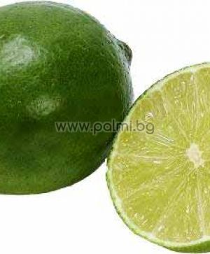 Citrus aurantifolia  Tahiti Limette von Botanischem Garten - Plovdiv, Bulgarien