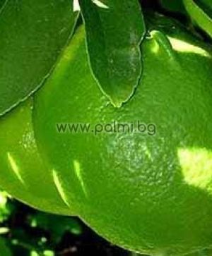Citrus aurantifolia  Tahiti Limette von Botanischem Garten - Plovdiv, Bulgarien
