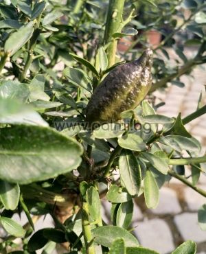 Australian finger lime, Caviar lime