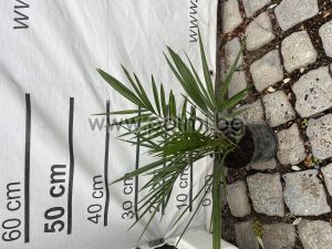 Канарска финикова палма, 30 см.