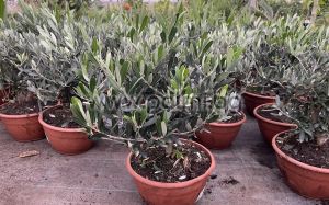 Olea europaea-Bonsai