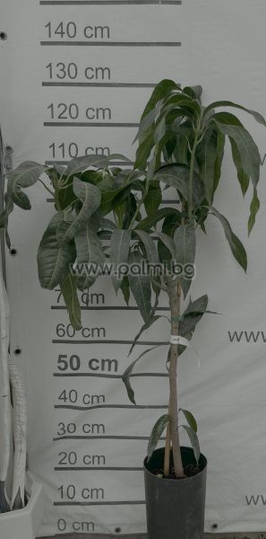 Mangobaum, Palmer
