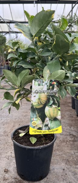 Zitronenbäumchen Foliis Variegatis