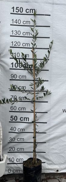 Ausgewählte winterharte Olivensorte Leccino