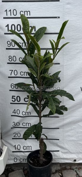 Japanische Wollmispel Gigante