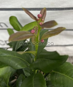  Червен  Лайм,Citrus Lime Rosso