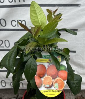  Червен  Лайм,Citrus Lime Rosso