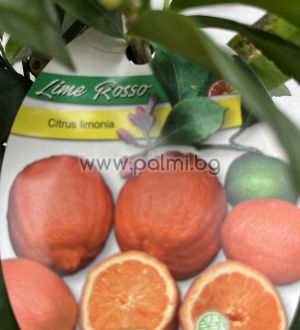  Червен  Лайм,Citrus Lime Rosso