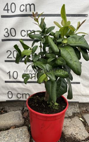  Червен  Лайм,Citrus Lime Rosso