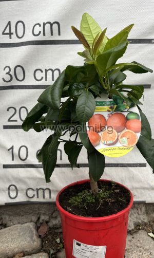  Червен  Лайм,Citrus Lime Rosso