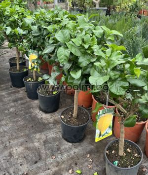 Лимон, Citrus limon Cappuccio