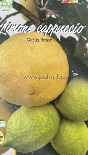 Лимон, Citrus limon Cappuccio