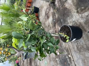 Лимон, Citrus limon Cappuccio