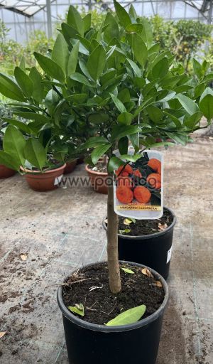 Hybrid Mandarine Cleopatra