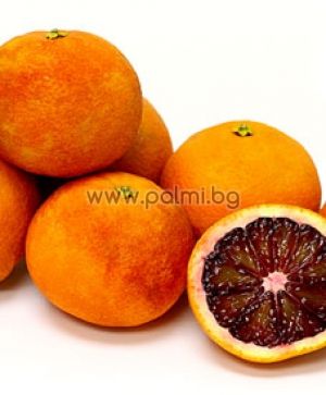 Blood Orange Moro
