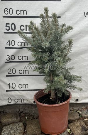Blue Spruce, Picea Pungens Glauca