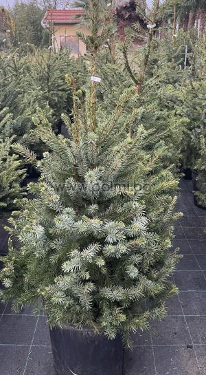 Picea omorika – The Elegant Serbian Spruce