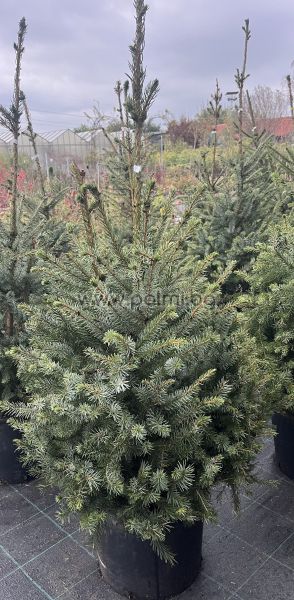 Picea omorika – The Elegant Serbian Spruce