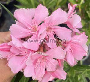 Nerium oleander Apple Blossom