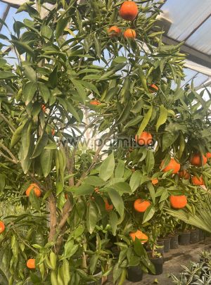 Mandarine Clementine Rubino V.C.R.