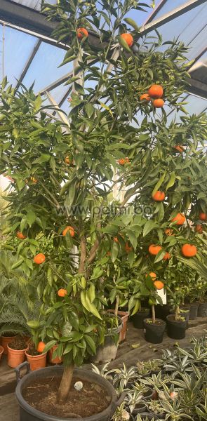 Мандарина Клементина 