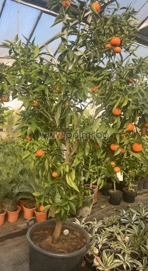 Mandarine Clementine Rubino V.C.R.