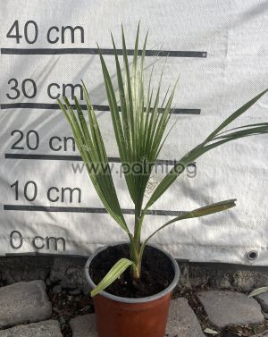 Washington Palme, Kalifornische Fächerpalme