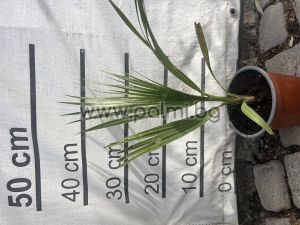 Washington Palme, Kalifornische Fächerpalme