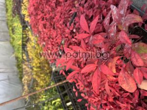 Himmelsbambus, Heiliger Bambus 'Gulf Stream'