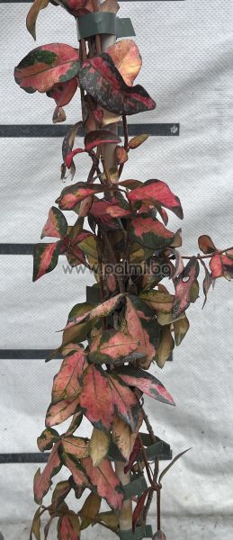 Sternjasmin mit bunte Blätter, Blütenduft winterhart