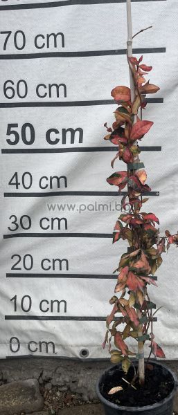 Sternjasmin mit bunte Blätter, Blütenduft winterhart