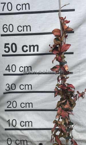 Sternjasmin mit bunte Blätter, Blütenduft winterhart