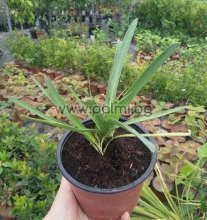 Тулбагия,Африкански чесън,Tulbaghia violacea