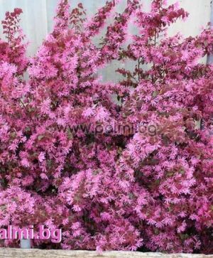 Лоропеталум, Loropetalum chinense rubrum ‘Pipa’s Red’