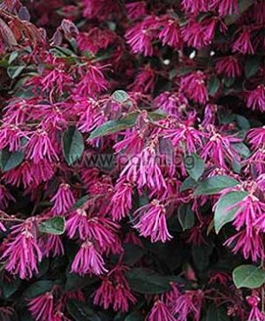 Лоропеталум, Loropetalum chinense rubrum ‘Pipa’s Red’