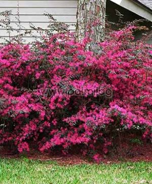 Лоропеталум, Loropetalum chinense rubrum ‘Pipa’s Red’