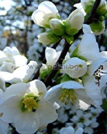 Японска дюля "Киншидент'',Chaenomeles speciosa ‘Kinshiden’