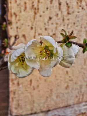 Японска дюля "Киншидент'',Chaenomeles speciosa ‘Kinshiden’